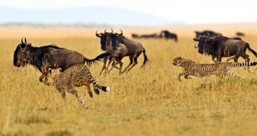 5 Days Budget Kenya Safari